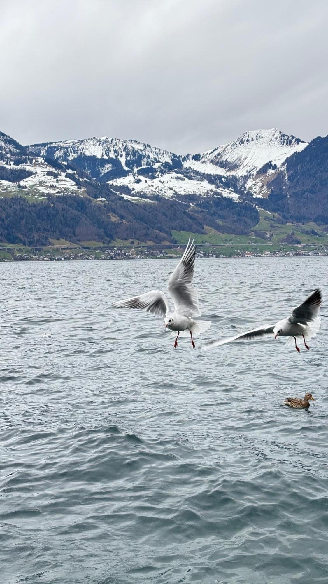 Seehotel Schwert Gersau Bagian luar foto